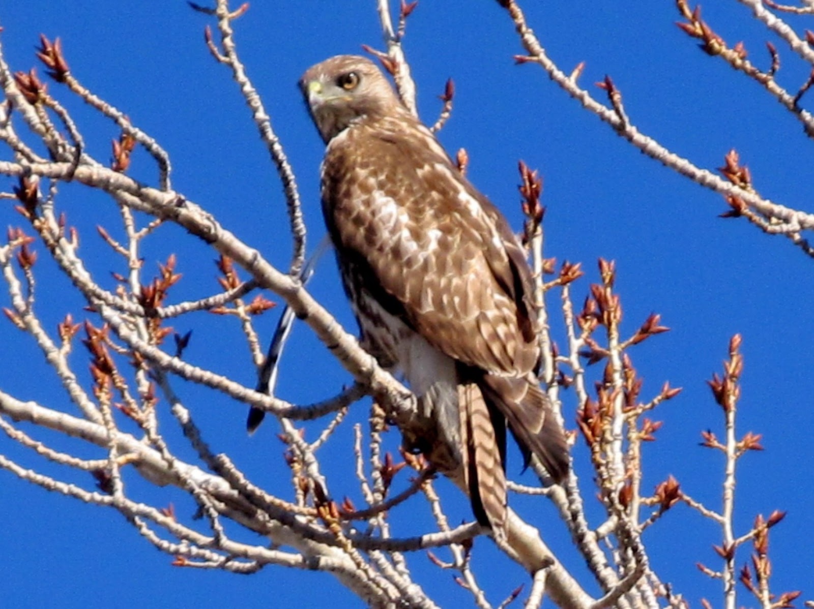 Janie and Steve, Utah Trails Winter Rides