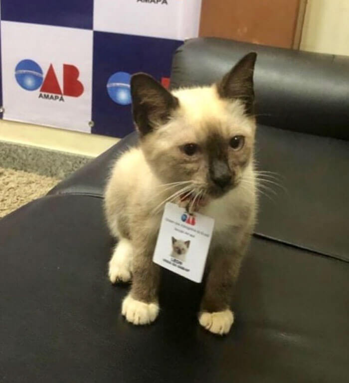 Stray Kitty Became A Law Firm's New Employee Shutting Down People Who Complained