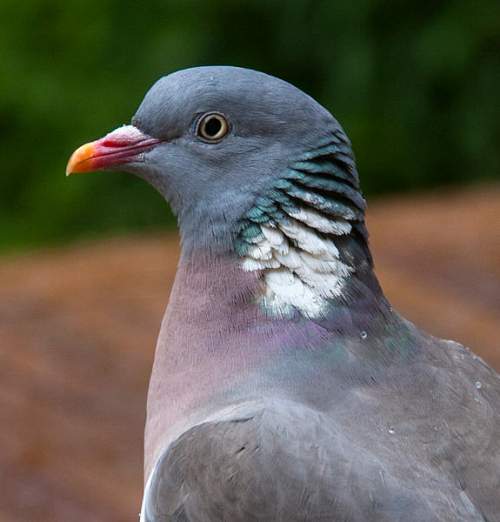 Common wood pigeon Birds of India Bird World