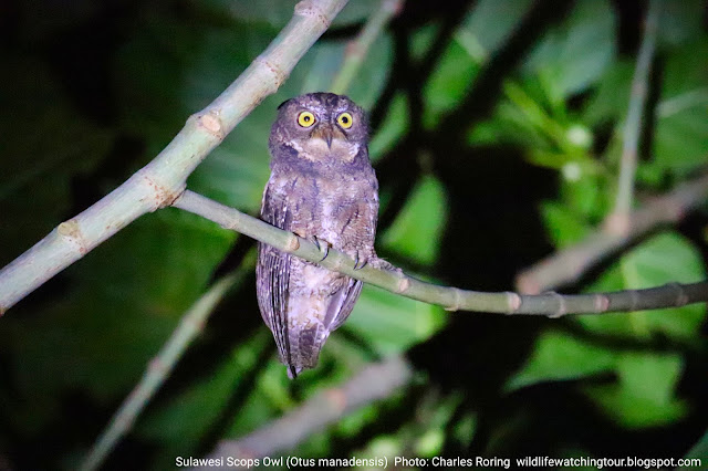 Sulawesi Scops Owl - a nocturnal bird in Minahasa, photo by Charles Roring