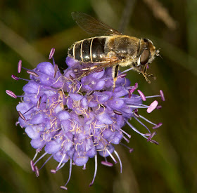 Hoverfly.  Unidentified Eristalis species on Devil's-bit Scabious, Succisa pratensis.  OFC trip to the Ashdown Forest on 6 September 2012.