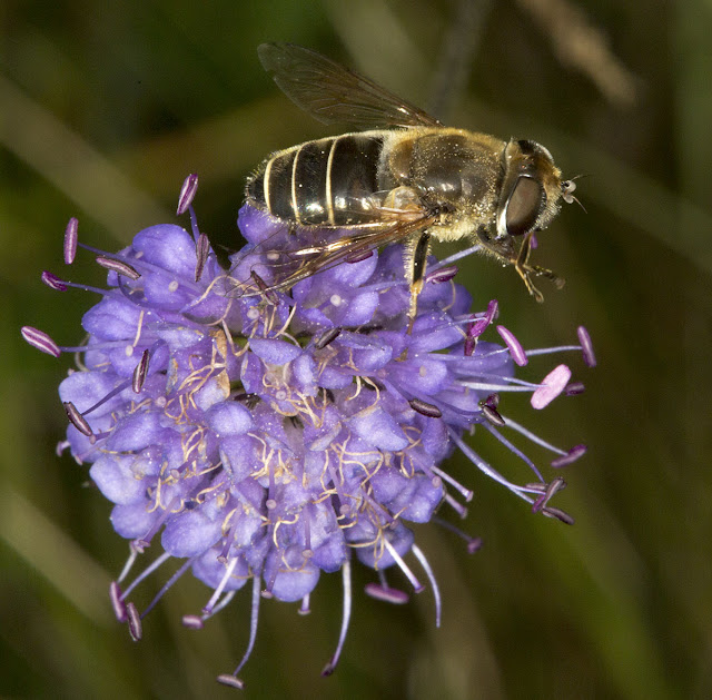 Hoverfly.  Unidentified Eristalis species on Devil's-bit Scabious, Succisa pratensis.  OFC trip to the Ashdown Forest on 6 September 2012.