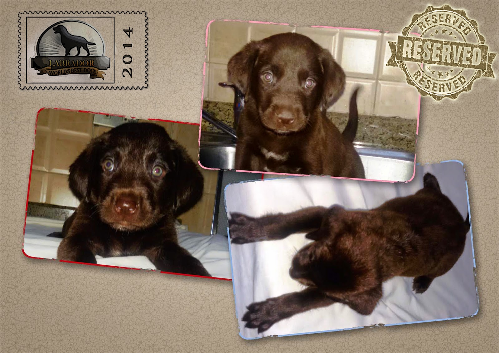 labrador retriever in egypt