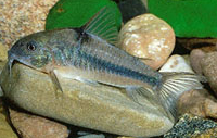 Jenis Ikan Corydoras nattereri