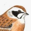 http://kanagawanotori.blogspot.jp/2014/04/emberiza-cioides.html