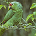 Police Detained A Parrot For Warning Its Owner About A Drug Raid. Yes, A Parrot.