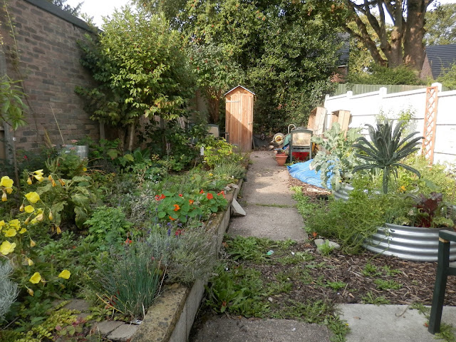 Diary of a permaculture (ish) garden, August 2018.  From UK permaculture gardener secondhandsusie.blogspot.com #suburbanpermaculture #gardenblogger #suburbangarden