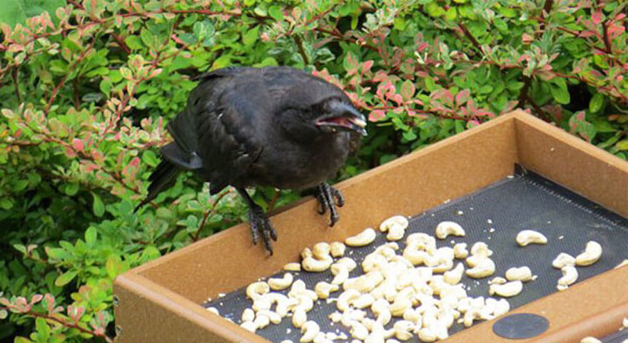 8-Year-Old Girl Has Been Feeding A Crow For 4 Years, And Now Receives Gifts From It