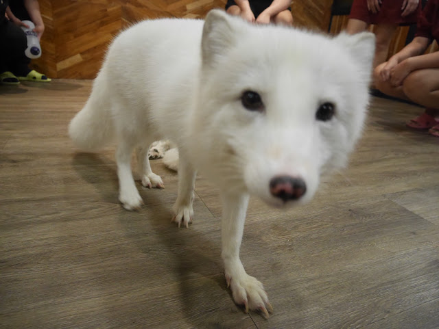 fox white fox at a cafe