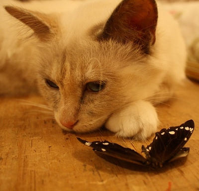 Kat med fanget og nedlagt sommerfugl