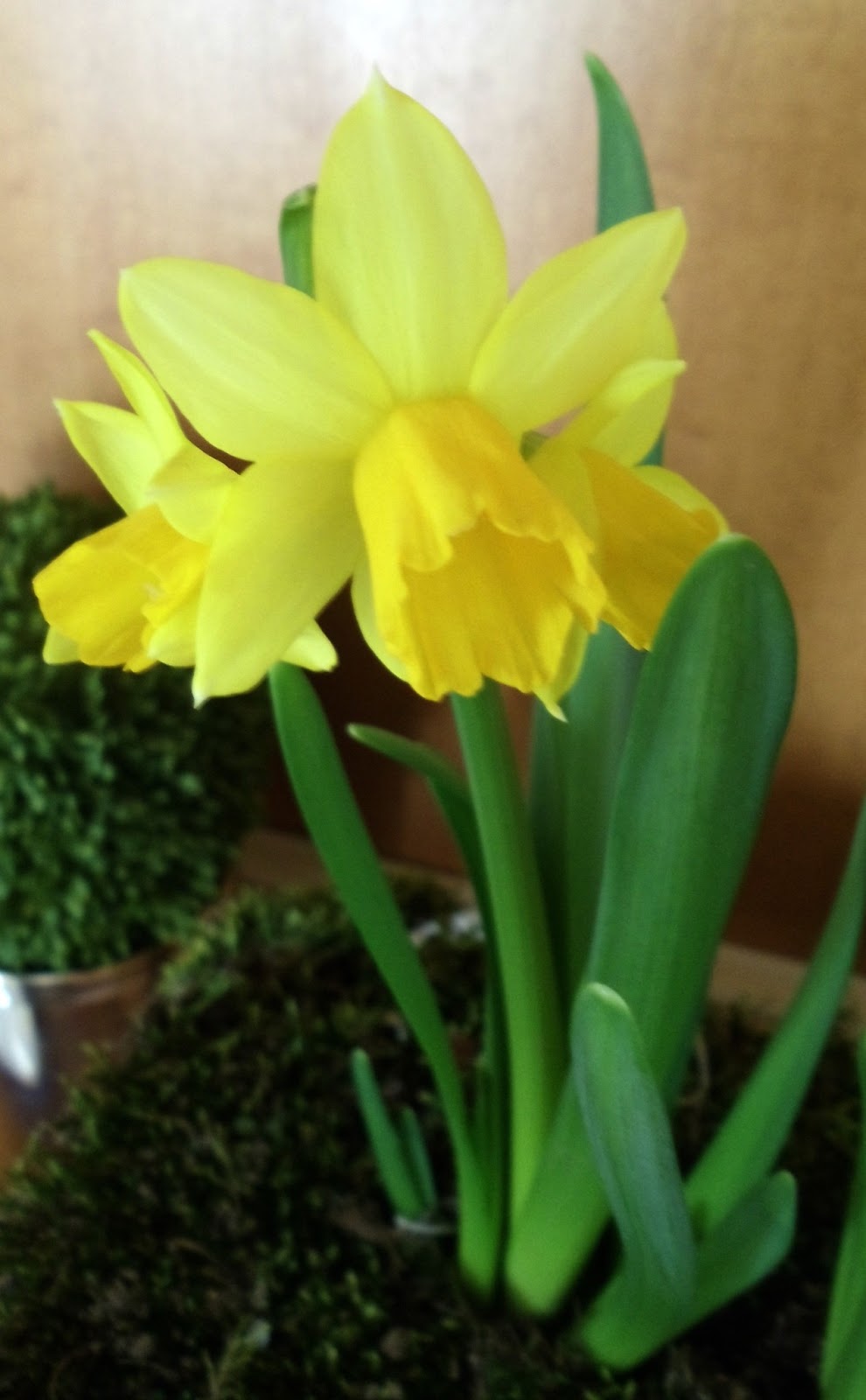 Upstairs Downstairs Spring in a Box