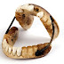 Los dientes de la batalla de Waterloo