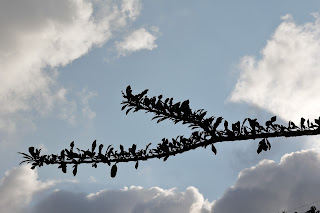 ¿Y el pájaro? Guadualones, Yacopí. 2019.