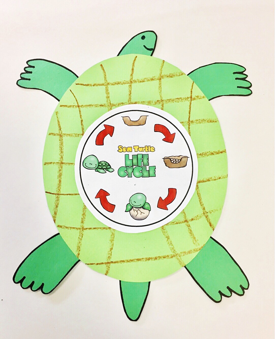 Animal Life Cycle - Oviparous Animals - Firstieland