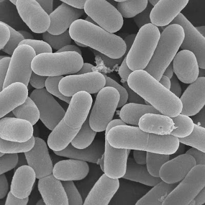 Lactic Acid Bacteria in the Fermentation Process Lactic Acid Bacteria in the Fermentation Process