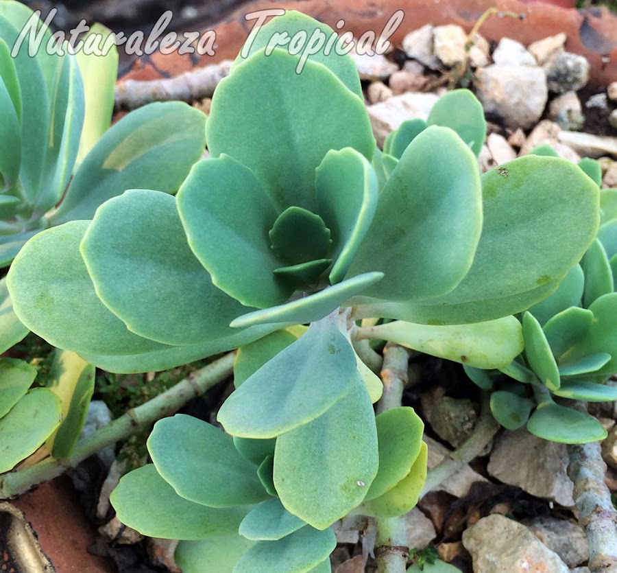Hojas de la planta suculenta Kalanchoe prittwitzii