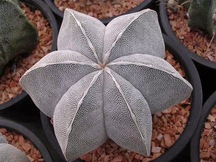 Astrophytum (35) Как красят иголки у кактусов