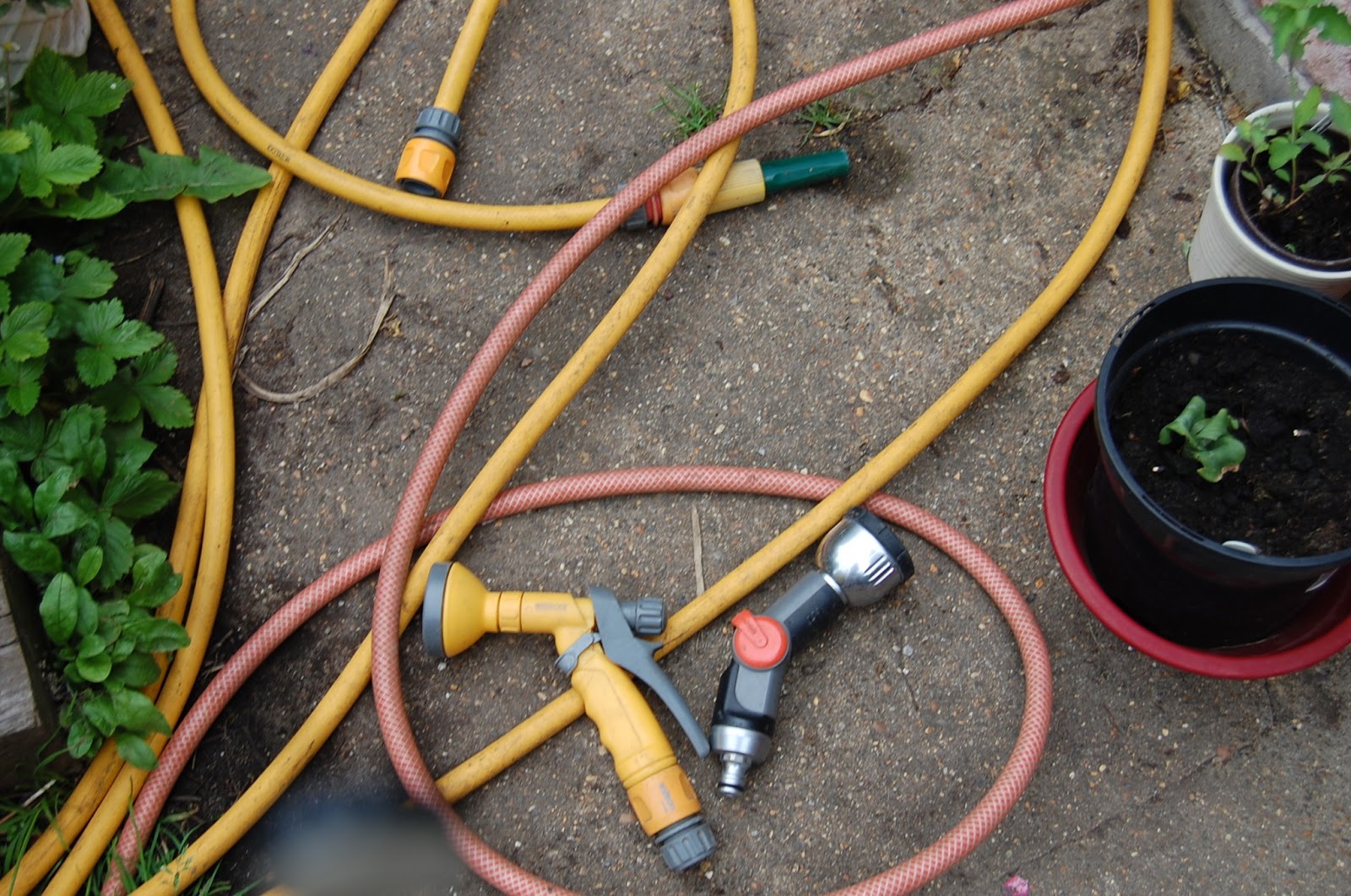 LONDON GARDENING UNDER DIFFICULTY HOW TO FIX THE PESKY