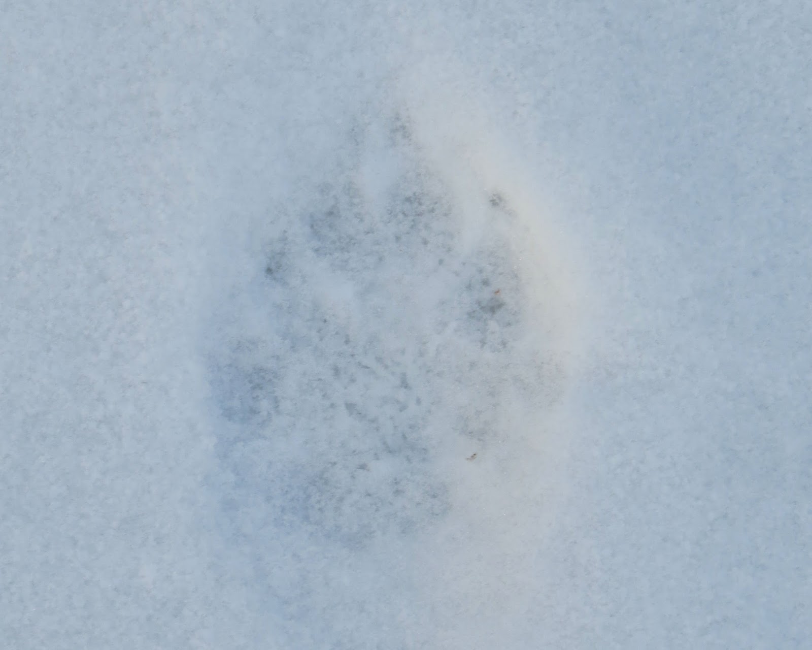 canine track in snow