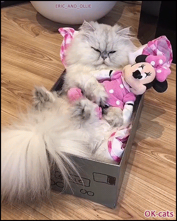 Cat GIF • Cool cat takes a little nap in his small box hugging Minnie his beloved girlfriend Cat GIF • Cool cat takes a little nap in his small box hugging Minnie his beloved girlfriend