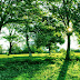 Summer Green Tree Nature summer nature wallpapers
