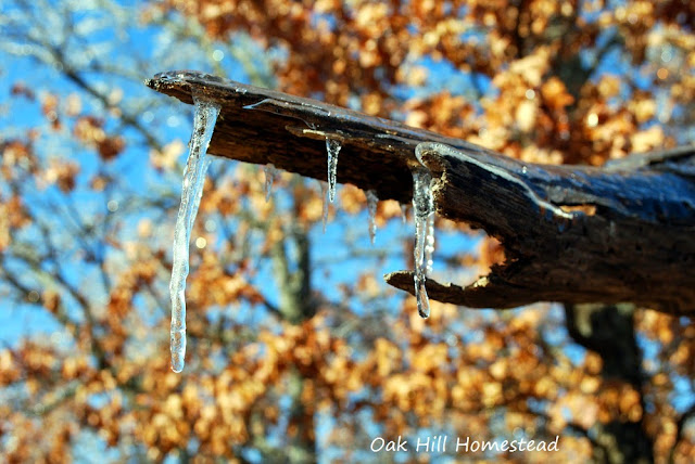 Icicles hanging from a branch of an oak tree, after an ice storm.