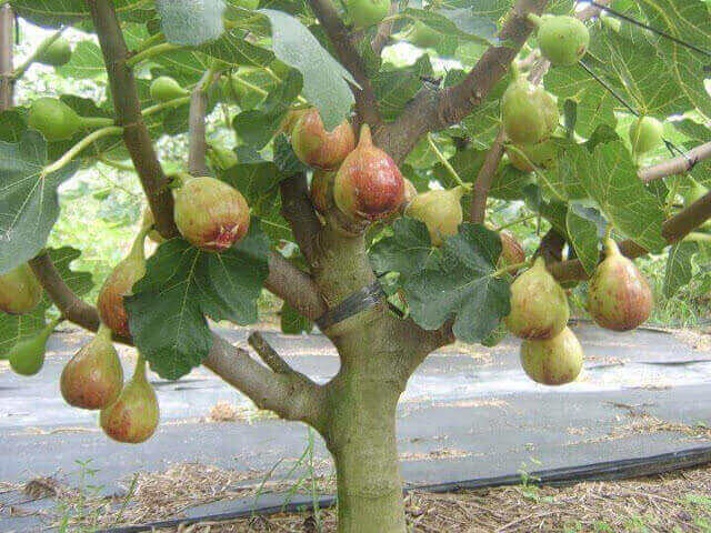 buah tin buah tin