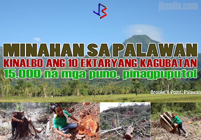 A mining firm felled thousands of trees in Brooke's Point town in Palawan province just days after former Environment Secretary Gina Lopez was rejected by the Commission on Appointments, a local official confirmed. The clearing covered more than 10 hectares of old growth forests in the town. "I don't have the exact figure but those were thousands of trees. They cut down big and small trees alike. Some of those were probably centuries old." Brooke's Point Mayor Jean Feliciano said in a phone interview. Feliciano said the trees were located in a protected area of Mount Mantalingajan, which also serves as a watershed that supplies potable water to 5 villages. The mining firm in question was identified as Ipilan Nickel Corporation, affiliate of Global Ferronickel Holdings, Inc. The company was granted a tree cutting permit in May 2016 but was cancelled in December. The company was among the mining firms that Lopez had ordered closed. Their ECC had already been canceled when they conducted the cutting operation. They don’t even have mayor’s and business permits,” Feliciano said. The provincial government is preparing to file illegal logging charges against the company and its officers. The Palawan government had previously filed charges against eight Ipilan Mining Corp. personnel involved in the tree cutting for violation of Republic Act No. 9175 (Chainsaw Act of 2002). They were able to arrest the eight chainsaw-wielding miners who mowed down the area but their companions had fled. The mining firm has since barred local officials, policemen and environment officials from entering the area. The town's mayor had to bring with her marines because the local police are afraid from threats of lawsuits filed against them. Lopez, for her part, took to social media to vent out her disdain over the "massacre" of the town's trees. Lawmakers earlier this month rejected the appointment of Lopez, who cracked down on alleged unsafe mining practices during her 10 months in office. She posted images of the aftermath on her Facebook account, showing the remnants of the cut down trees, including some timber that were left after the mining personnel fled from the scene. Her successor, Roy Cimatu, promised to investigate the logging activities in Brooke's Point. "I will immediately convene my staff and look into this immediately," Cimatu said in a separate interview. Global Ferronickel President Dante Bravo has issued a statement denying that its affiliate Ipilan Nickel, lacked the necessary special tree cutting permits and noted that the cancellation of the permit is still subject of a pending motion for reconsideration. added that the company also has an outstanding SEP (Strategic Environment Plan) clearance issued by the Palawan Council for Sustainable Development and a Mineral Production Sharing Agreement with the government. Provincial officials sought on Wednesday the cancellation of the company’s SEP Permit from the provincial regulatory body.