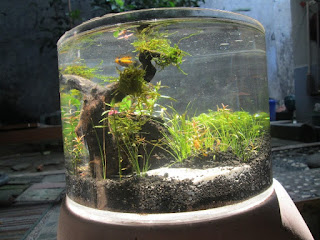 Model Aquarium Terbaru