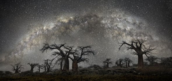 Antigas árvores sob o céu noturno estrelado nas lindas fotografias de Beth Moon Beth Moon fotografia natureza diamond nights árvores céu noturno estrelas