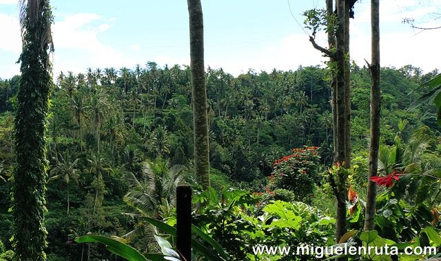 Paisajes-Ubud