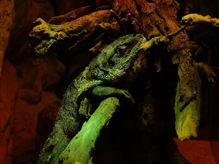 リヴォルノ水族館の爬虫類