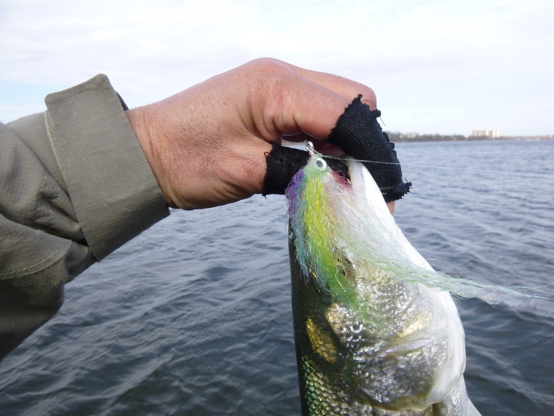 Going to the water Little Neck Bay （Ⅴ）first striper