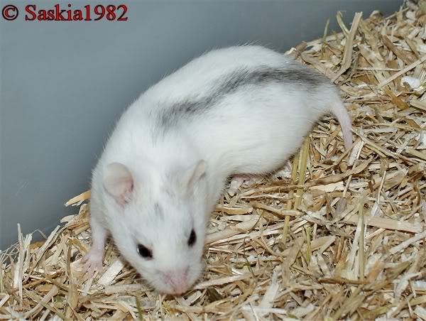 white chinese dwarf hamster