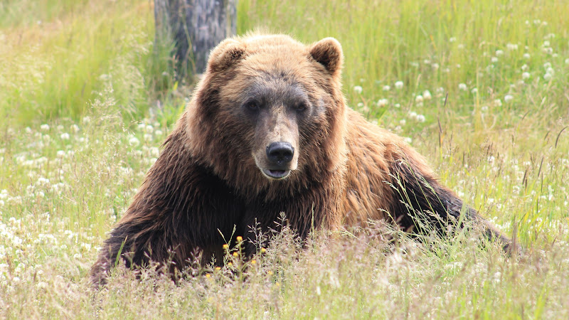Grizzly Bear