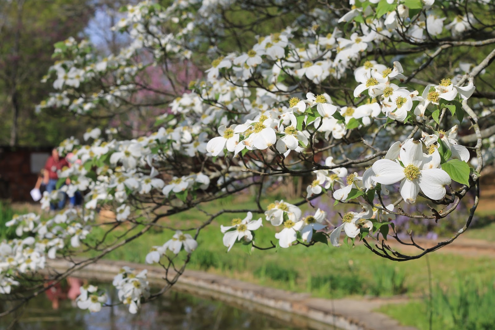 A Grecian Garden Blooms In Dixie Miss Kopy Kat