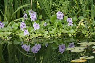 Jacinthe d'eau - Eichhornia crassipes Jacinthe d'eau - Eichhornia crassipes