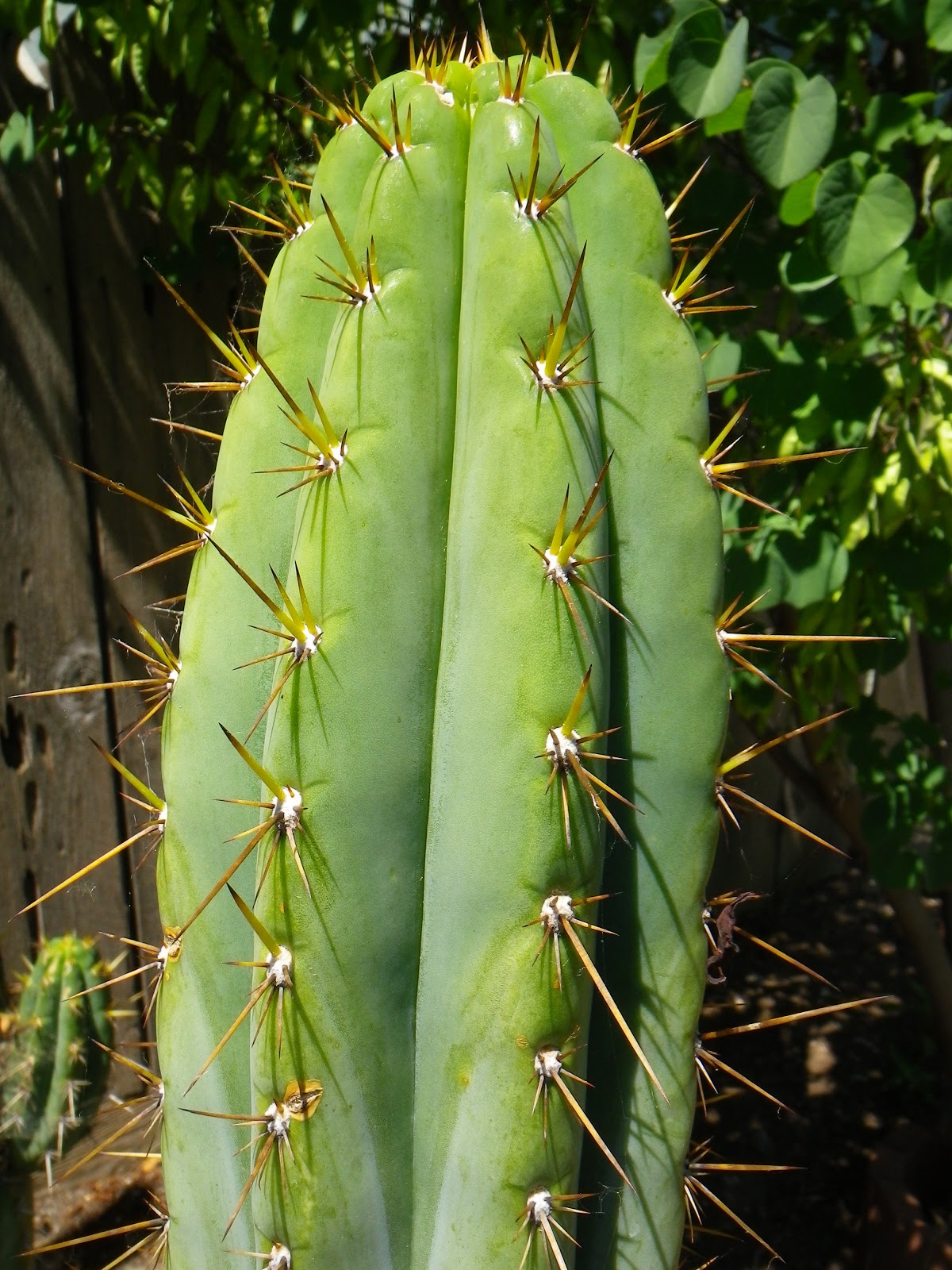 San Pedro Cactuses: Trichocereus macrogonus RS0004