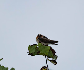 CLIFF SWALLOW-PORTH  HELLICK-ISLES OF SCILLY-6TH SEPTEMBER 2016