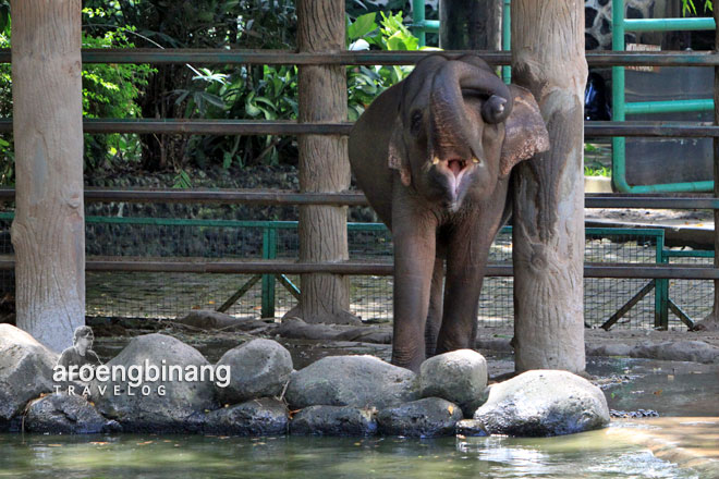 kebun binatang ragunan jakarta