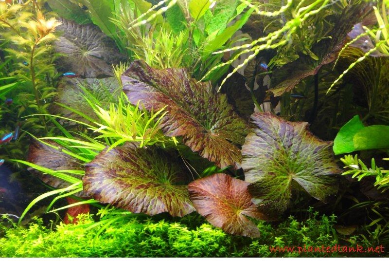 Tanaman - Tanaman Aquascape Untuk Pemula Yang Mudah Sekali Perawatanya Green Tiger lotus - Tanaman - Tanaman Aquascape Untuk Pemula Yang Mudah Sekali Perawatanya