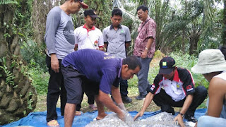 FAKTOR YANG MEMPENGARUHI HASIL PANEN SAWIT FAKTOR YANG MEMPENGARUHI HASIL PANEN SAWIT
