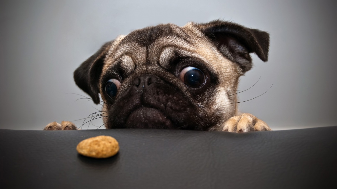 Pug hungry puppy ~ Dream Wallpapers