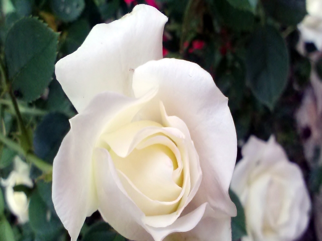 White Rose bloom, gardening