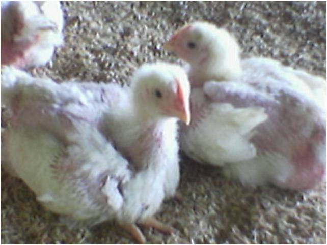 65 Gambar Ayam Umur 2 Minggu Paling Hist 65 Gambar Ayam Umur 2 Minggu Paling Hist
