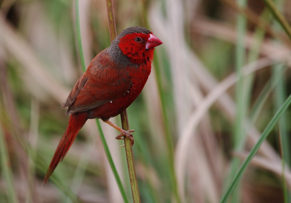 tyto tony Crimson Finch takes a break
