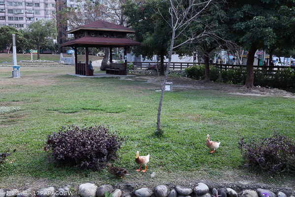 《台中.北屯》敦化公園|美好書席|親水生態蓮花池|綠草坪|親子休閒好去處 《台中.北屯》敦化公園|美好書席|親水生態蓮花池|綠草坪|親子休閒好去處