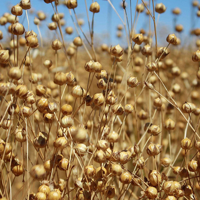 Flax plants and fiber CozyLinen