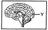 Lobus oksipital, bagian otak untuk mengatur ransangan visual.