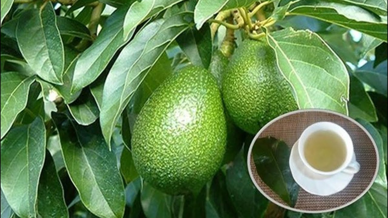 Beneficios del té de hojas de aguacate. Aprende a prepararlo Beneficios del té de hojas de aguacate. Aprende a prepararlo